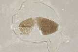 Fossil Rose Leaf With Cranefly - Green River Formation, Utah #118017-1